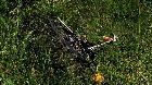 foto de Muere Nicky Hayden atropellado mientras entrenaba en bicicleta 